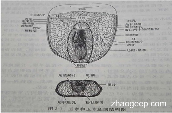 兆格分享:液壓榨油機壓榨玉米坯芽工藝